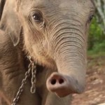 Povestea elefantului si a crengutei